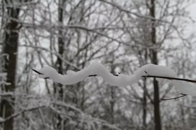 Schneewanderung im Schwäbisch Haller Stadtwald | Foto: Ralf Röser