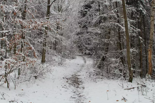 Schneewanderung im Schwäbisch Haller Stadtwald | Foto: Ralf Röser