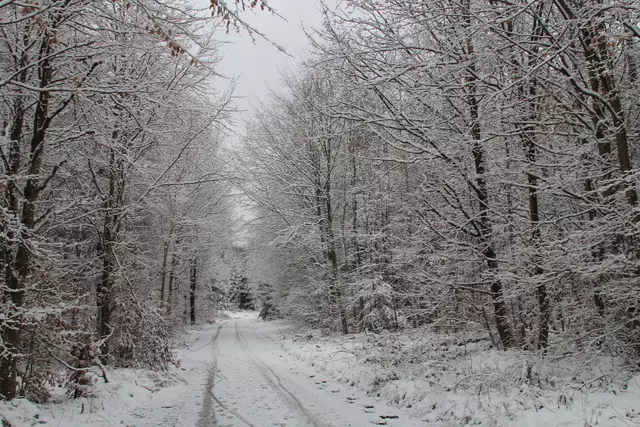 Schneewanderung im Schwäbisch Haller Stadtwald | Foto: Ralf Röser