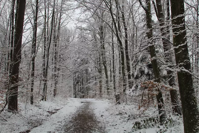 Schneewanderung im Schwäbisch Haller Stadtwald | Foto: Ralf Röser