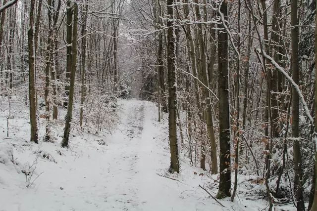 Schneewanderung im Schwäbisch Haller Stadtwald | Foto: Ralf Röser