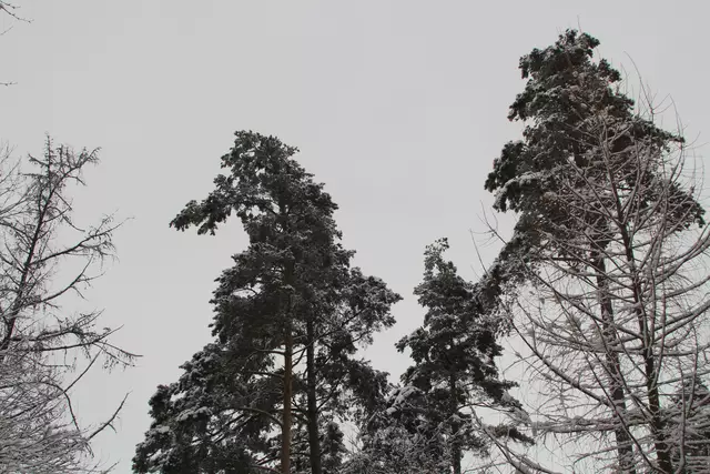 Schneewanderung im Schwäbisch Haller Stadtwald | Foto: Ralf Röser