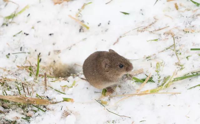 Die Stocksbergmaus lebt auf der Piste sehr gefährlich..... | Foto: G.Hölzel