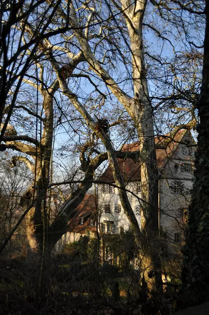 Alter Baumbestand mit tollen großen Bäumen umgeben das Schloss | Foto: Daniela Somers