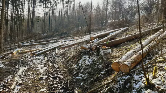 im schönen Grimmbachtal❄️😍❄️ | Foto: Ralf Röser