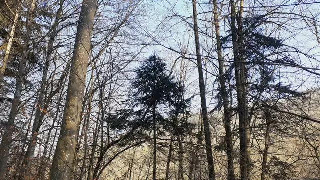 im schönen Grimmbachtal❄️😍❄️ | Foto: Ralf Röser