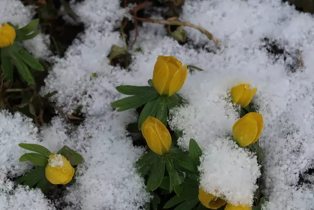 Foto: Eduard Warenik