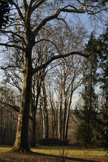 Blick in den weitläufigen Park mit den schönen alten Bäumen | Foto: Daniela Somers