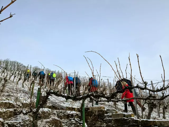 Eine kleine Abkürzung über einen steilen Anstieg durch den Weinberg nahm man in Kauf! | Foto: Isolde Reitz
