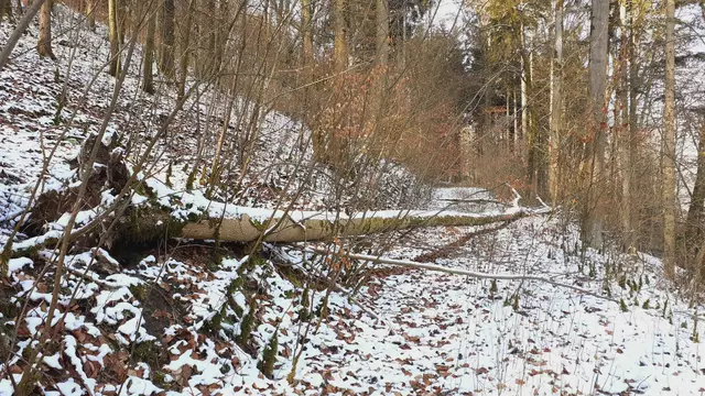 im schönen Grimmbachtal❄️😍❄️ | Foto: Ralf Röser