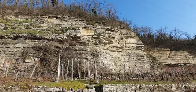 Prallhang am Neckar | Foto: privat Sibylle Tröber