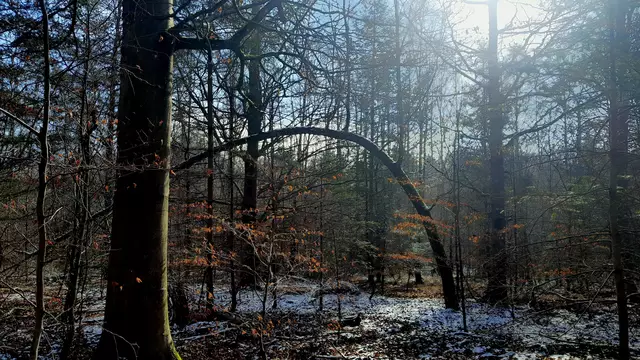 Wo der wohl hin wachsen will | Foto: WandernGabyErich