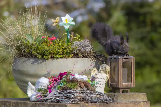 Eichhörnchen  Heilbronn Friedhof | Foto: Helga Rosenberger