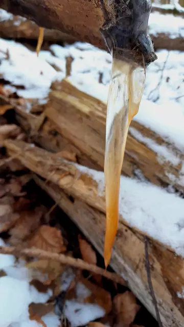 Interessante Farbe ;-) | Foto: WandernGabyErich