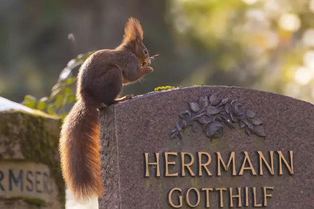 Eichhörnchen  Heilbronn Friedhof | Foto: Helga Rosenberger