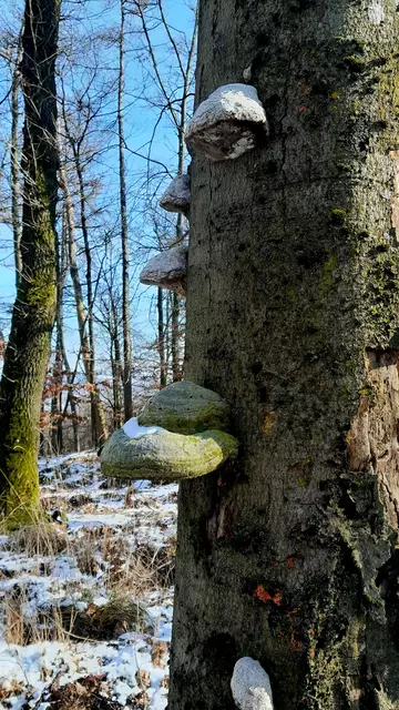 Pilze beim Steinei | Foto: WandernGabyErich