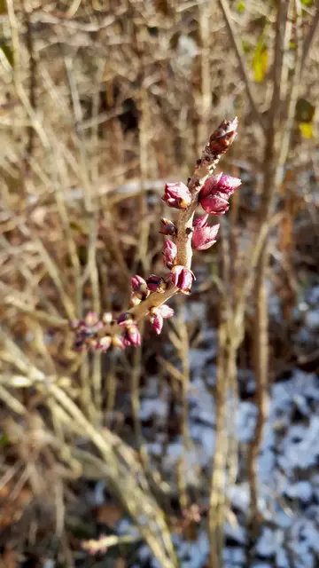 Ohne Rücksicht bzw. aus Unwissenheit, wird die seltene Pflanze, die für Insekten so wichtig wäre, durch Holzarbeiten beschädigt | Foto: WandernGabyErich