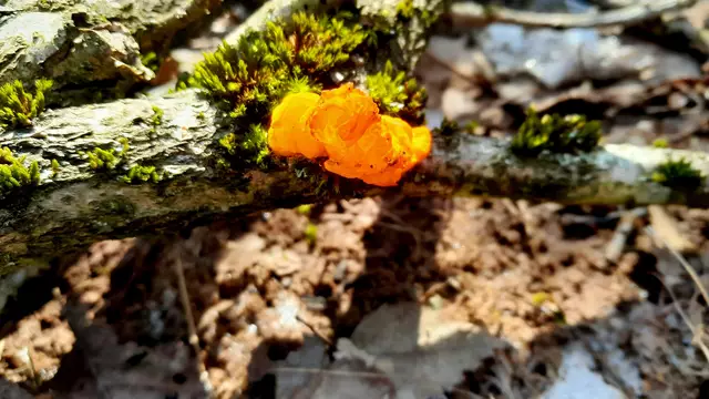 Goldgelber Zitterling | Foto: WandernGabyErich