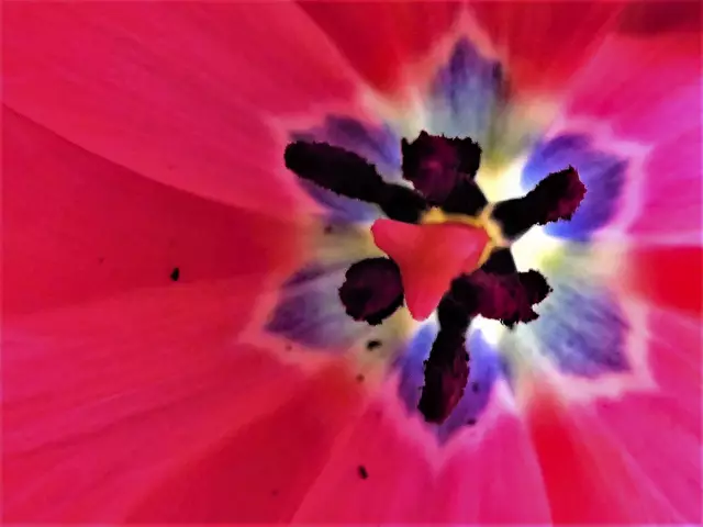 Tulpe im Inneren | Foto: KHW