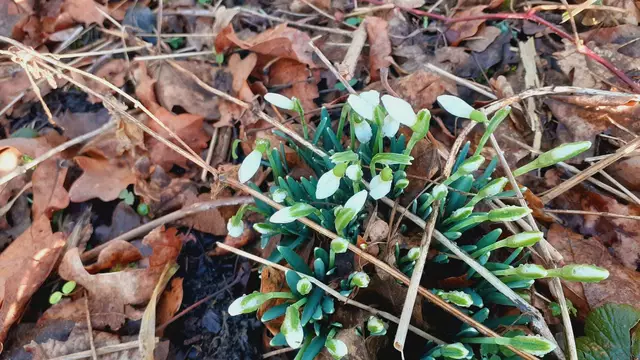 Vorfrühling🌼😍🌺 | Foto: Ralf Röser