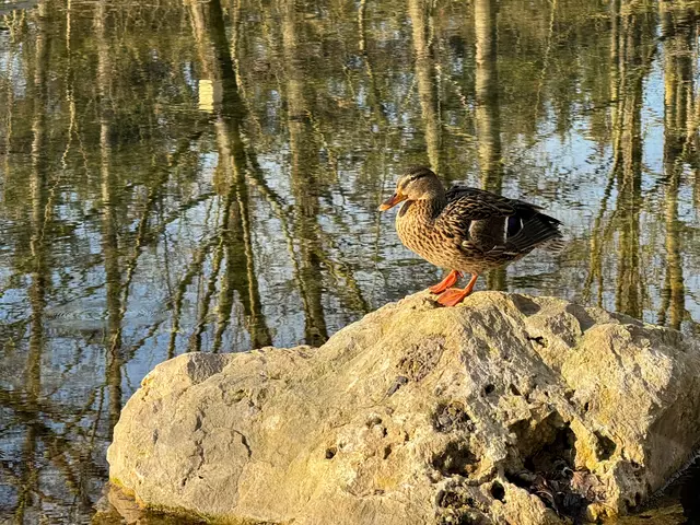 Foto: Heide Böllinger aus Bad Friedrichshall