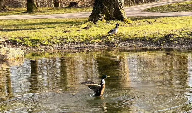 Foto: Heide Böllinger aus Bad Friedrichshall