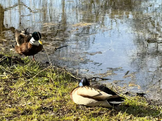 Foto: Heide Böllinger aus Bad Friedrichshall
