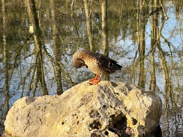 Foto: Heide Böllinger aus Bad Friedrichshall