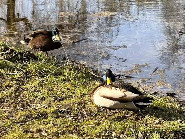 Foto: Heide Böllinger aus Bad Friedrichshall