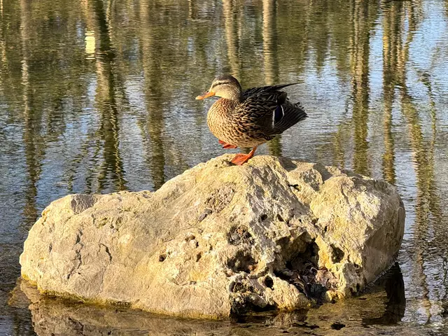 Foto: Heide Böllinger aus Bad Friedrichshall