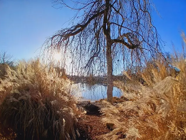 Der kleine See  - verborgen zwischen Gräsern und hinter dem Vorhang der hängenden Äste..

 | Foto: sigischlottke