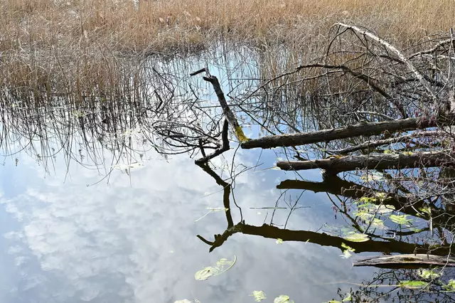 Spiegelung. | Foto: Michael Harmsen