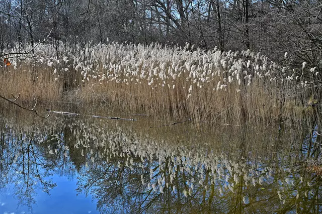 Spiegelung. | Foto: Michael Harmsen