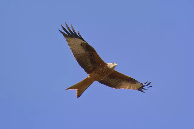 Die Milane sind wieder da. | Foto: Michael Harmsen