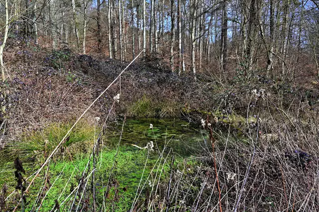 Wassermangel gibt es im Wald zur Zeit nicht. | Foto: Michael Harmsen