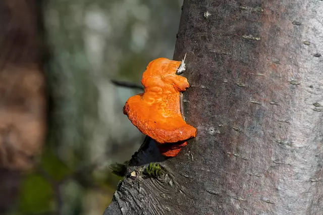 So was habe ich noch nie gesehen. Kann jemand helfen? Was ist das? | Foto: Michael Harmsen