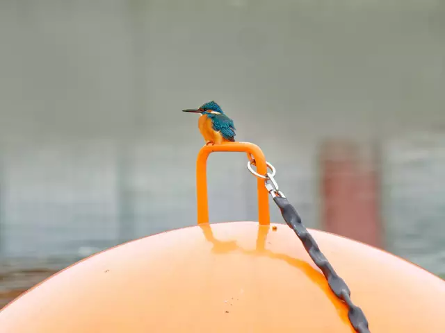 Ton in Ton: Der Eisvogel hat sich am Neckar auf einer Boje niedergelassen: Heimatreporterin Tanja Blind hat das tierische Model perfekt abgelichtet. | Foto: Tanja Blind