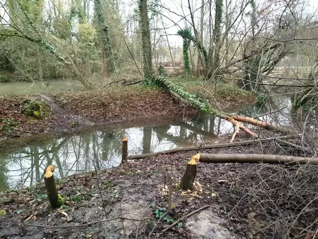 Da war ein Biber am Werk | Foto: E. Rosendorf