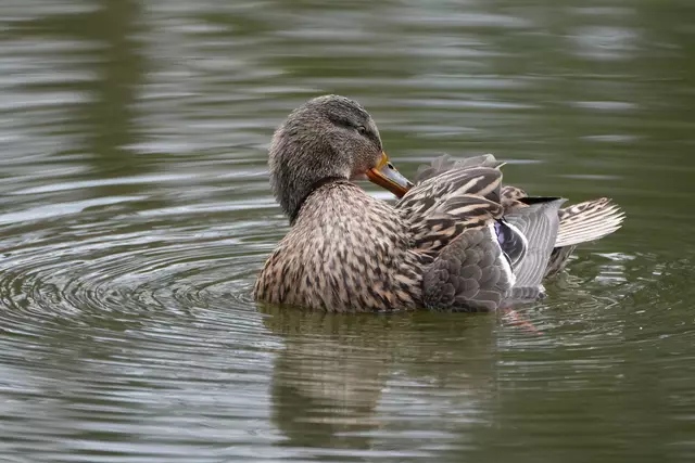 ...das Schwänzchen gerichtet... | Foto: Moni Bordt