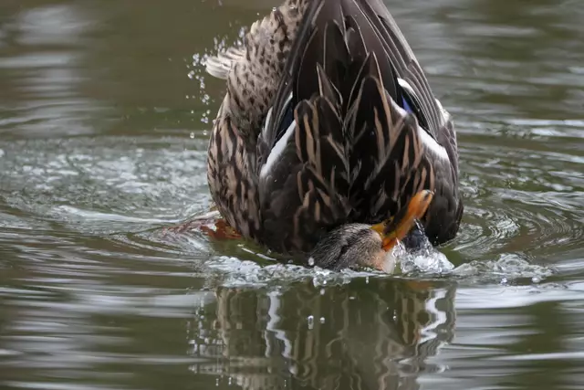 ...das Köpfchen ins Wasser - Schwänzchen in die Höh... | Foto: Moni Bordt