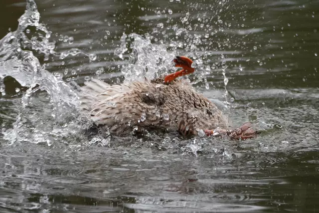 ...fast geschafft... | Foto: Moni Bordt