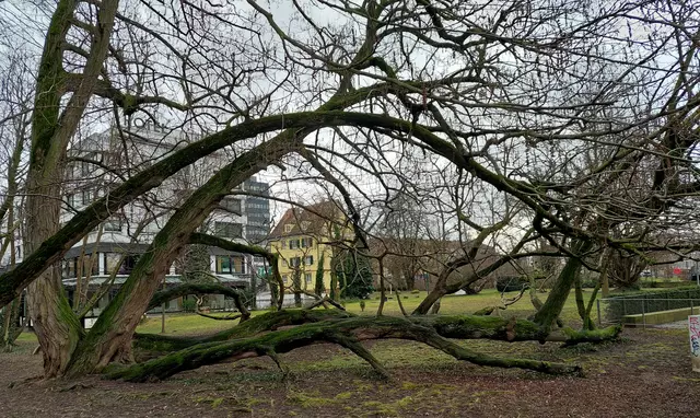 Der sehr alte Flügelnussbaum auf der Insel stützt seine schweren Äste mit Senkwurzeln ab- ein eindrucksvolles Urgestein. | Foto: Foto privat