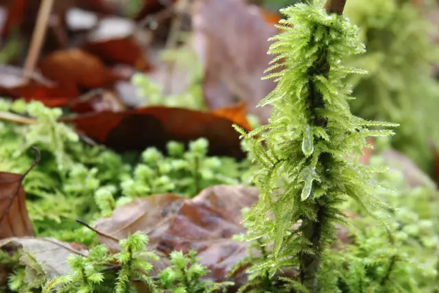 Kupfertal- schwarzer Steg- Forchtenberg | Foto: Ralf Röser