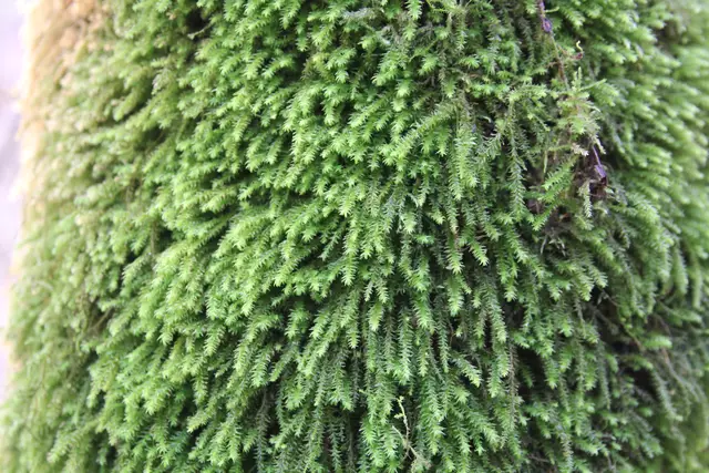 Kupfertal- schwarzer Steg- Forchtenberg | Foto: Ralf Röser