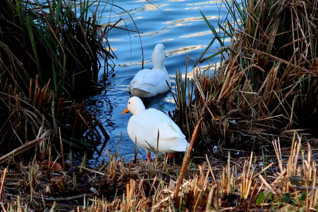 Foto: Eduard Warenik