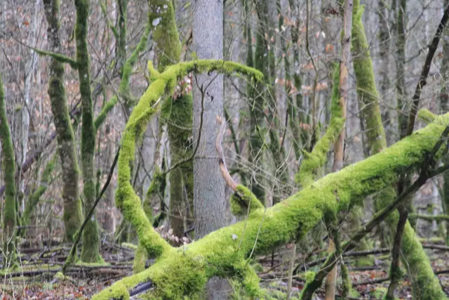 Kupfertal- schwarzer Steg- Forchtenberg | Foto: Ralf Röser