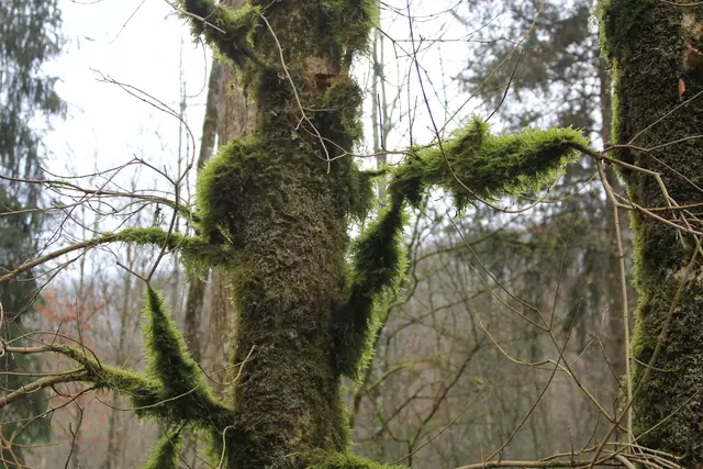 Kupfertal- schwarzer Steg- Forchtenberg | Foto: Ralf Röser