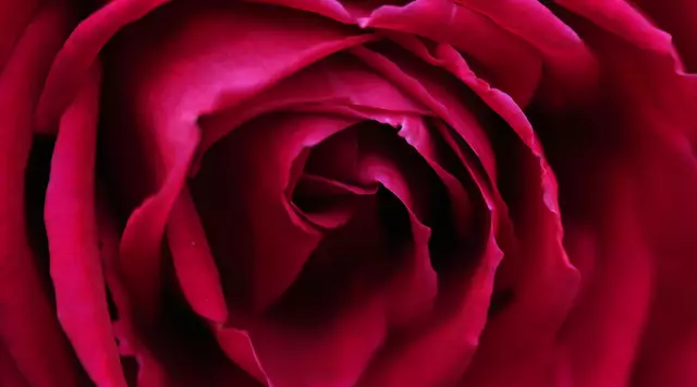 Rote Rosenblätter | Foto: JuKo
