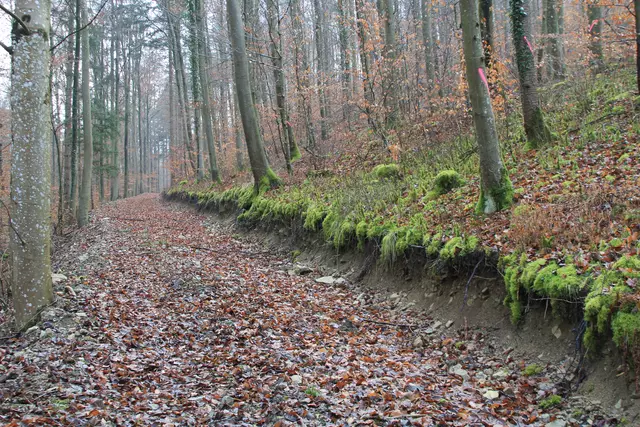 Kupfertal- schwarzer Steg- Forchtenberg | Foto: Ralf Röser