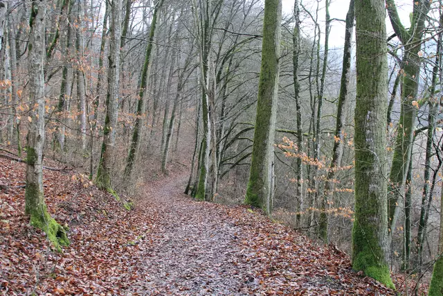 Kupfertal- schwarzer Steg- Forchtenberg | Foto: Ralf Röser